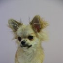 정다운애견미용 이미지