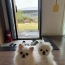 제주스테이대흘 | 제주애견동반펜션 스테이대흘 마당이 있는 제주 동쪽 독채 펜션