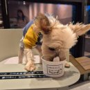 맛보시개 이미지