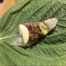 금강회수산 이미지