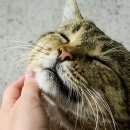 도도한 개냥이 이미지