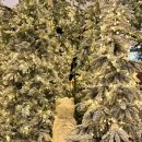 3 | 더현대서울 크리스마스 빌리지 3차 방문 후기🎄❤️🎅🏻