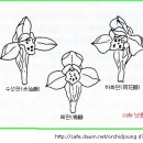 한국춘란(韓國春蘭) 화예품의 이해 "꽃의 기본화형"/01(한난이46) 이미지