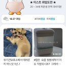 무지개훈련소 | 네이버 메인에 반려견 쭈람이 올라온 썰과 보호소에 데려온지 1년 된 후기