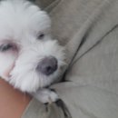 허브사랑 이미지