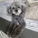 도담애견 | 남촌동애견미용 도그도담 푸들 빼빼의 스트레스 없는 미용 후기