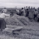 고향풍년 이미지