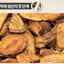 천궁인삼생약