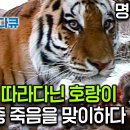 호랑이 3대일생-골라듄 다큐 이미지