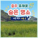 (주)좋은이엔지 | 충주 유채꽃 숨은 명소 목계나루 방문 후기 4월 개화 상태 사람 적고 사진 찍기 쉬운 곳