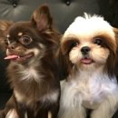 문화애견 이미지