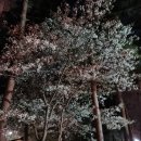 희리산자연휴양림야영장 | 희리산 자연휴양림 캠핑장 : 막바지 벚꽃 캠핑 / 퇴근박 언제나 옳다.
