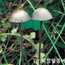 향정목장 이미지