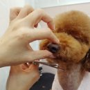 the 예쁘개 이미지
