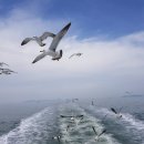 백아도·굴업도