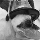 마야동물병원 이미지