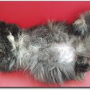 애드펫동물병원 이미지