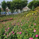 도당애견 이미지