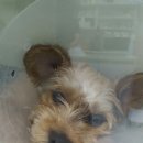 프라임동물병원 이미지