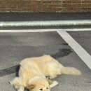 깊은샘블루베리농장 | [이천] 블루베리 농장을 가진 블루베리 카페 “더반...룸, 블루베리피자 추천, 식사, 음료, 내부 솔직후기!