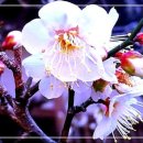 이른 봄날 / 靑山 손병흥 이미지