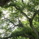 명월 팽나무군락 이미지