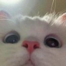 수연컴퍼니