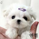 빅토리엔젤 이미지
