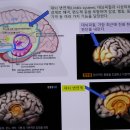 뇌 과학에서 바라보는 미 이미지