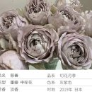 밀키펄-charitable Japan日本慈善 gray purple shrub rose 이미지