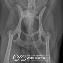 동그라미 동물의료센터 이미지