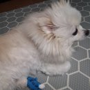 동물병원 산책 | 강아지 산책 사고로 발톱 빠짐… 연휴 동물병원 응급치료비 솔직 후기