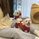 메리도그하우스 이미지