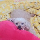 엔젤스톤 | 반려동물 장례) 김포 엔젤스톤 화장터 이용후기