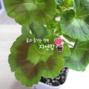 골든젬 이미지