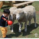 ﻿양과 함께 하는 체험 여행‥남해 양모리학교 이미지