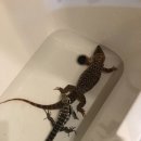 컴페니언 펫 이미지