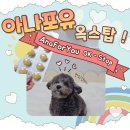 탑 | 강아지 항산화제, 아나포유 옥스탑 후기