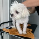 (주)브이아이펫 | 강아지 출장 목욕 케어 서비스 @펫vip 이용 후기