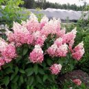 윙키핑키 이미지