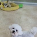 이쁘개 네이버블로그