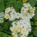 임마누엘피부과의원 이미지