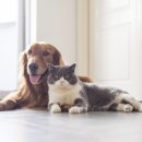 펫 투게더 이미지