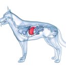 본동물메디컬센터 24시수성점 이미지