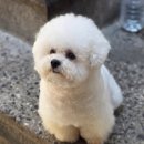 주주클럽애견샵