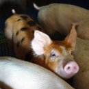 도고양돈 이미지