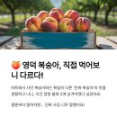 백경농장 | 영덕 휴가 마지막날 코스-영덕 복숭아장터