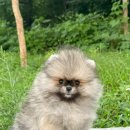 아르르펫 이미지