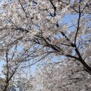 양재시민의숲 벚꽃 이미지