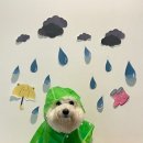 딩동댕독 이미지